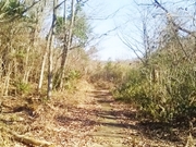 兵庫県篠山市今田　売り山林家庭菜園・ドッグランも出来ます。